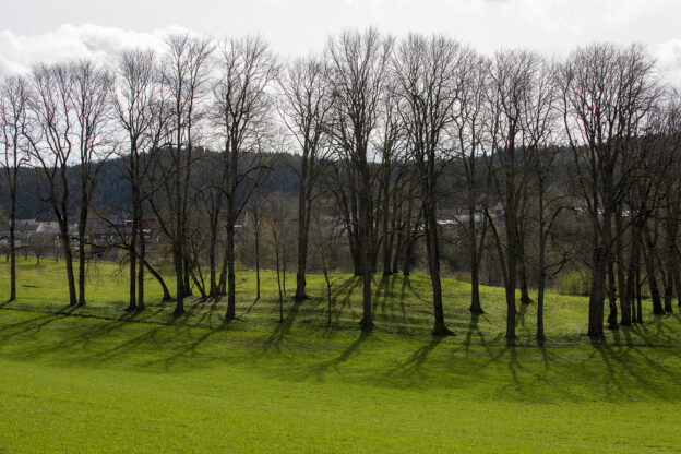 trær